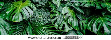 Tropical jungle green leaves background, fern, palm and Monstera Deliciosa leaf on wall with dark green, nature floral forest plant pattern concept background, horizontal