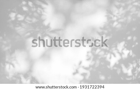 Tree shadow and leaf branch background.  Nature leaves tree branch dark shadow and light from sunlight dappled on white wall texture for background wallpaper and any design