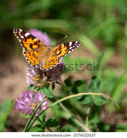 Similar – Foto Bild Vanessa cardui. Bunter Schmetterling auf einem Blatt sitzend. Selektiver Fokus auf Makrofotografie.