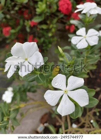 Image, Stock Photo Wild area Container