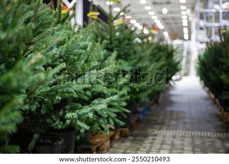 Similar – Image, Stock Photo Christmas tree in pot, watercolour on paper