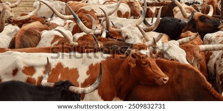 Similar – Image, Stock Photo Herd of cattle with calves on a road