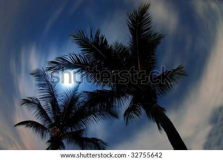 fish-eye view of palms and moon