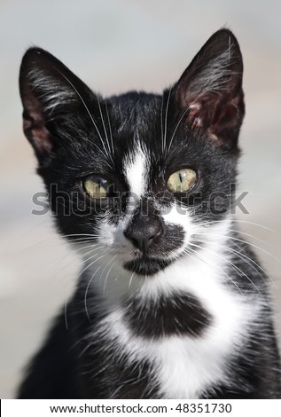 black-and-white cat portrait, Lesbos, Greece