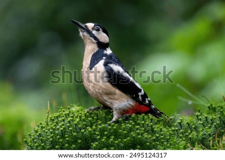 Similar – Image, Stock Photo Great spotted woodpecker on tree trunk