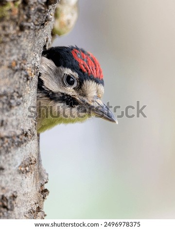 Similar – Image, Stock Photo Great spotted woodpecker on tree trunk