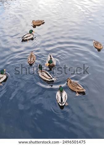 Similar – Image, Stock Photo A duck swims in a mountain lake