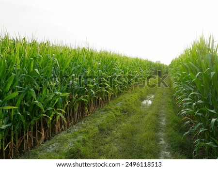 Similar – Image, Stock Photo ears in a cornfield spike