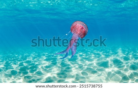 Similar – Image, Stock Photo Transparent Jellyfish With Long Poisonous Tentacles