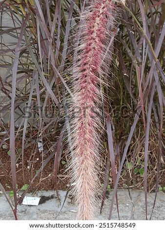 Similar – Image, Stock Photo Lost flower Flower Blossom