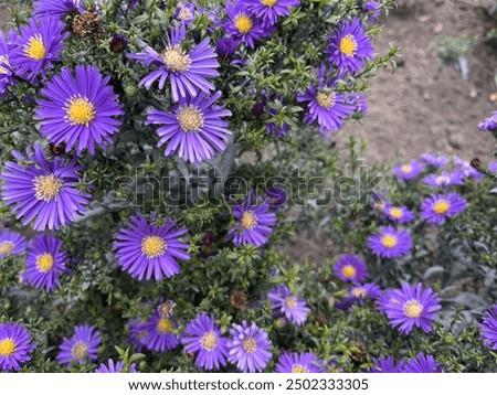 Similar – Image, Stock Photo aster flower Nature Plant