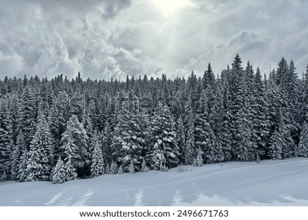 Similar – Image, Stock Photo snow on the trees in the mountain in winter season