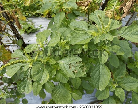 Similar – Image, Stock Photo Mint foot planted in old basin with label