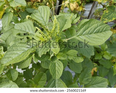 Similar – Image, Stock Photo Mint foot planted in old basin with label