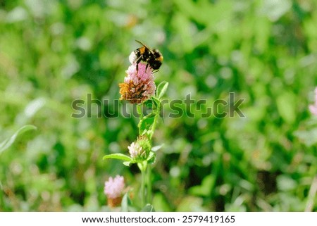 Similar – Image, Stock Photo A bumblebee sits on a yellow flower