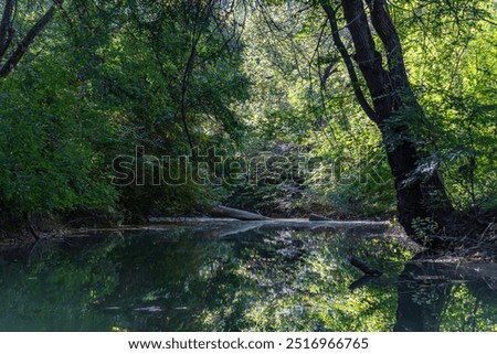 Similar – Image, Stock Photo Tree trunks hang over the surface of the water of Lake Baltieji Lakajai in Labanoras Regional Park, Lithuania. Picturesque autumn landscape