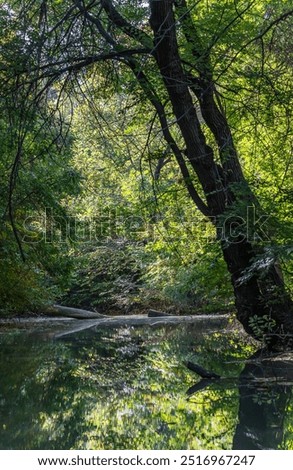 Image, Stock Photo Tree trunks hang over the surface of the water of Lake Baltieji Lakajai in Labanoras Regional Park, Lithuania. Picturesque autumn landscape