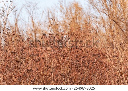 Similar – Image, Stock Photo Elder bush Branch