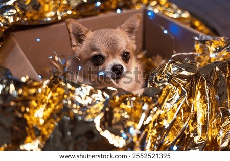 Similar – Image, Stock Photo Small blue paper camera with two wiggle eyes