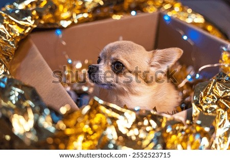 Similar – Image, Stock Photo Small blue paper camera with two wiggle eyes