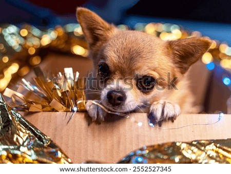 Similar – Image, Stock Photo Small blue paper camera with two wiggle eyes