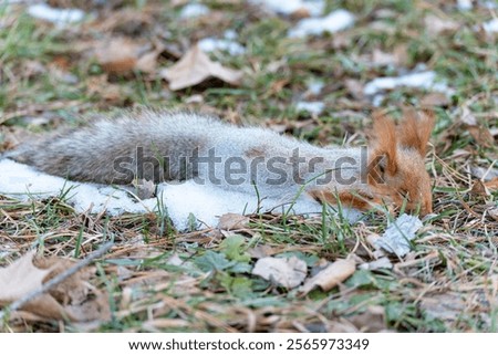 Similar – Image, Stock Photo A small dead frozen mouse lies on its side in the snow