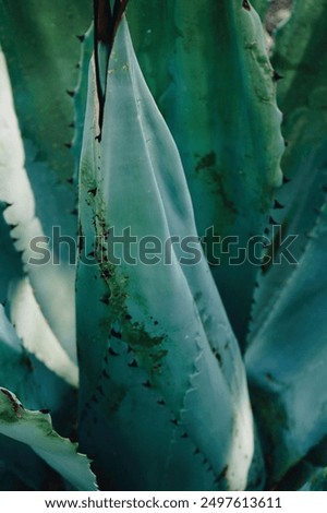 Similar – Image, Stock Photo Blooming desert agave in the Anza Borrego State Park, Caifornia