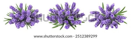 Similar – Image, Stock Photo Lavender flowers in the last sunlight