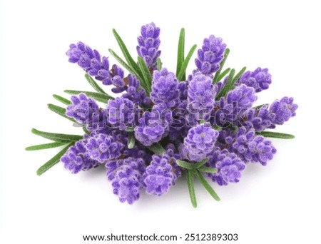 Similar – Image, Stock Photo Fragrant lavender flowers at beautiful sunrise, Valensole, Provence, France