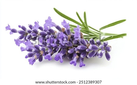 Similar – Image, Stock Photo Lavender flowers in the last sunlight