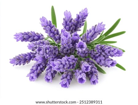 Similar – Image, Stock Photo Lavender flowers in the last sunlight