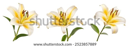 Similar – Image, Stock Photo bright yellow lily blossom