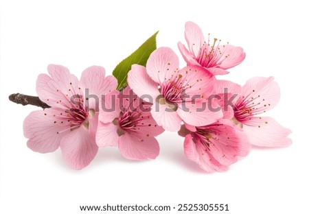 Image, Stock Photo cherry blossom