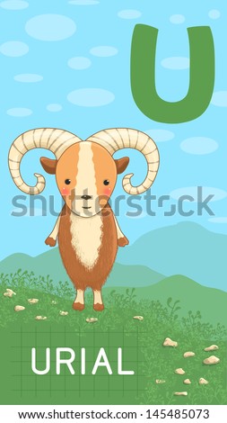 Animals Abc, Letter U. Urial In Alphabet Card. Stock Vector ...