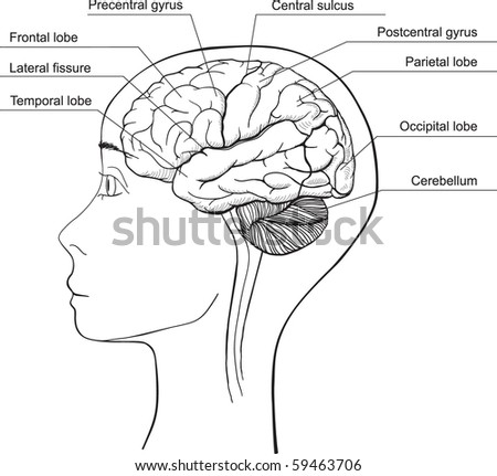 Lateral Aspect Of The Human Brian Stock Vector Illustration 59463706 ...