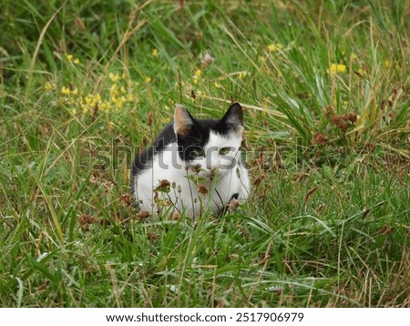 Similar – Foto Bild spielende katze Katze