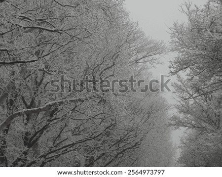 Similar – Image, Stock Photo Tree avenue in winter with snow
