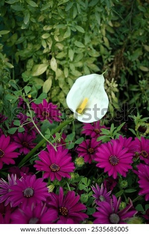 Similar – Image, Stock Photo Purple Cape Marguerite in bloom