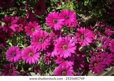 Similar – Image, Stock Photo Purple Cape Marguerite in bloom