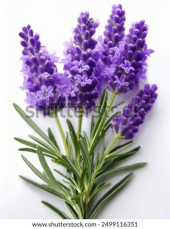 Similar – Image, Stock Photo Fragrant lavender flowers at beautiful sunrise, Valensole, Provence, France