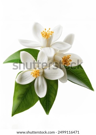 Similar – Image, Stock Photo orange petals cutout close up