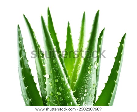 Similar – Image, Stock Photo Aloe Vera plant in pot with hanging leaves