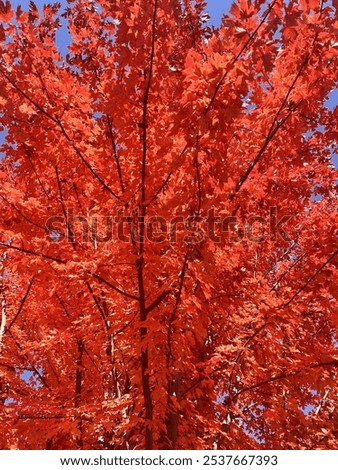 Similar – Image, Stock Photo dense autumn leaves, colorful