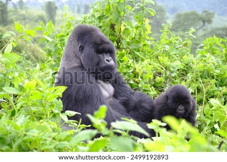 mountain gorilla portrait