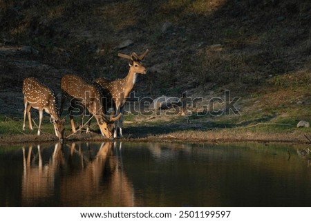 Similar – Image, Stock Photo quench thirst Environment