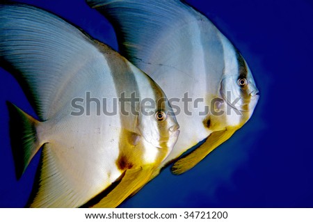 Batfish. Great Barrier Reef, Australia.
