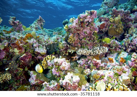 coral reef - bright colours