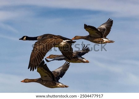 Image, Stock Photo Migratory birds in the sky with a cloud