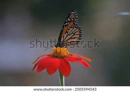 Similar – Image, Stock Photo Butterfly in nature Insect