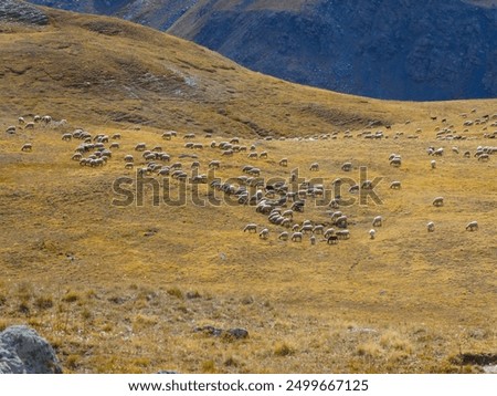Similar – Image, Stock Photo Flock of sheep walking on road in mountainous valley